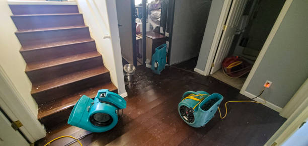 Best Mold removal after water damage  in Edcouch, TX